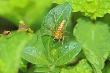 A link spider on green leaf