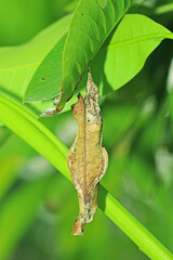 Net of insect on leaf