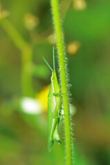 A green grasshopper on a leaf