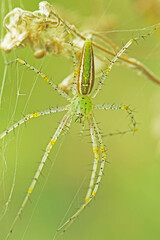 A long leg spider on a grass flower