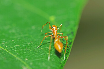 A mimic red ant spider on leaf