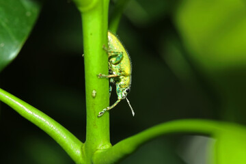 A green beetle on a branch