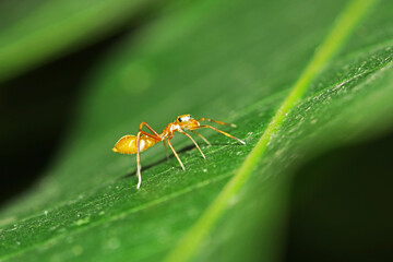 A mimic red ant spider on leaf
