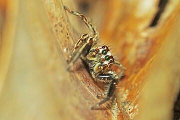 Fototapeta premium A jumper spider on a dry leaf