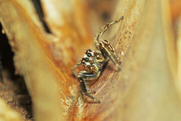 A jumper spider on a dry leaf