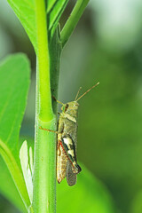 A grasshopper on a branch