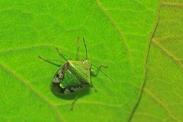 A green beetle on green leaf