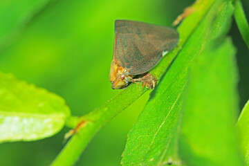 A black beetle on green leaf