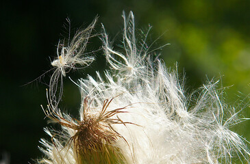 Carduus crispus in the fall