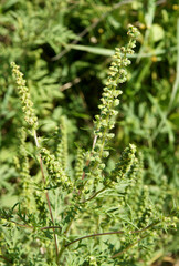 Fototapeta na wymiar Ambrosia artemisiifolia is noxious weed