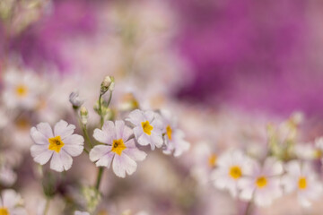 サクラソウの花
