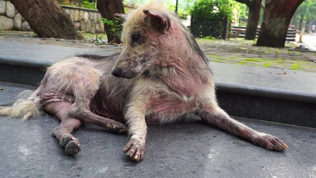 A dog scratching. A close up shot of a dog with Pruritus. A dog with pruritus will excessively scratch, bite, or lick its skin with loosing fur.NGO