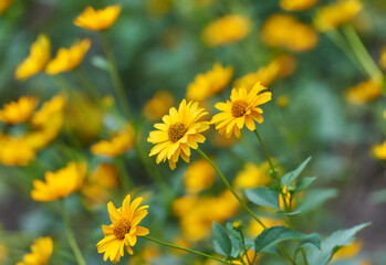 Nature background with spring flowers. Selective and soft focus. Close up. 