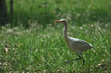 Stork