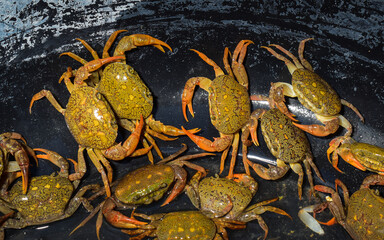 Group of field crabs in bin. Is also known as river crab, freshwater crab and pond crab. Overhead view. 
