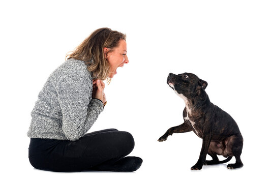 staffordshire bull terrier and woman