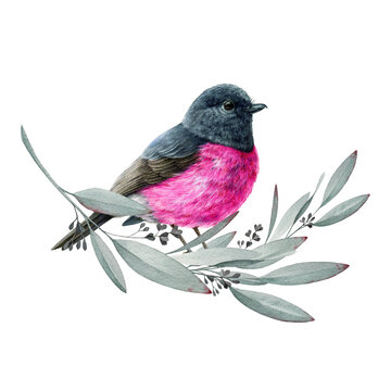 Pink robin bird on eucalyptus branch. Watercolor illustration. Hand drawn eucalyptus leaves with Australia pink robin small bird. Australian endemic avian. White background