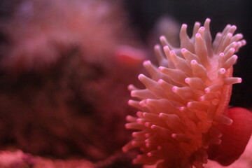 赤いイソギンチャク