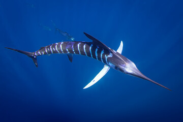 Striped Marlin