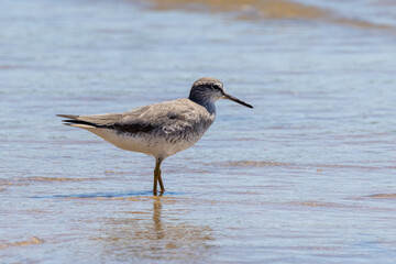 Grey-tailed Tattler in Queensland Australia
