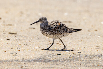 Bar-tailed Godwit in Queensland Australia