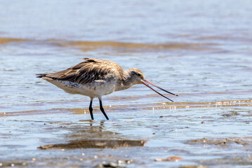Bar-tailed Godwit in Queensland Australia
