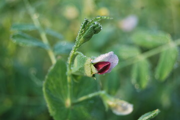 Flowers
nature photography