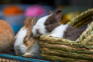 Cute rabbits for sale in pet store