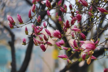 Magnolia_적목련