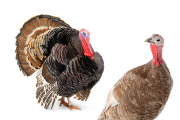 turkey male and female isolated on white background