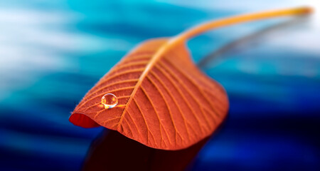A crystal water drop on a orange leaf in a blue wave background