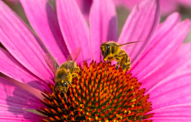 Busy honey bee on 