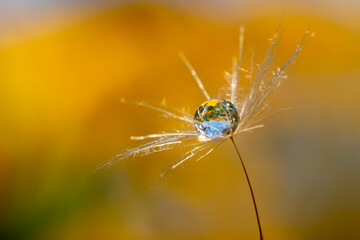 Crystal dew drop on a dandelion seed top with blue sky and garden reflection in yellow dreamy background