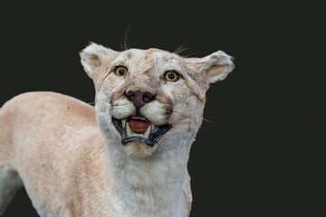 
Mounted taxidermy cougar appears to be smiling 