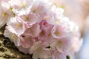 Kirschblüten als. Frühlingsboten , zart rosa blühend vor blauem Himmel.