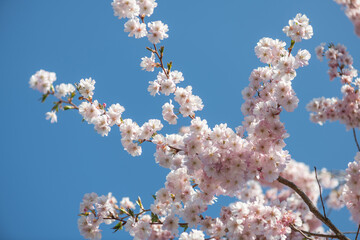 Kirschblüten als. Frühlingsboten , zart rosa blühend vor blauem Himmel.