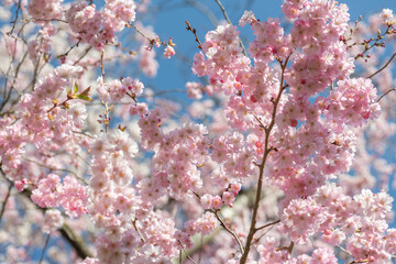 Kirschblüten als. Frühlingsboten , zart rosa blühend vor blauem Himmel.