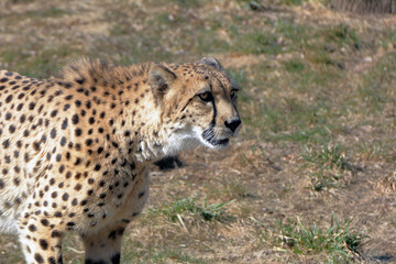 Portrait of a cheetah standing in the grass