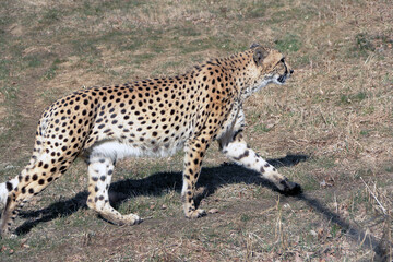 A cheetah running on the grass
