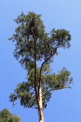 Pine crown isolated on the blue sky background