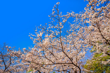 しだれ桜　満開のしだれ桜　枝垂れ桜　爽やか　神社