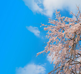 しだれ桜　満開のしだれ桜　枝垂れ桜　爽やか　神社