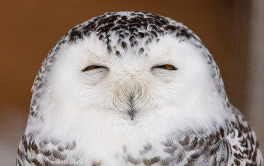 Portrait of a sleeping owl