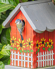 Eine Blaumeise an einem Vogelhaus!