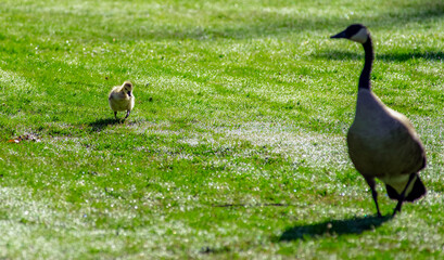 an little adorable gosling is falling behind the family, and chasing mom goose: 