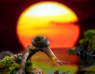 A cute snail looks at its reflection in sunset.