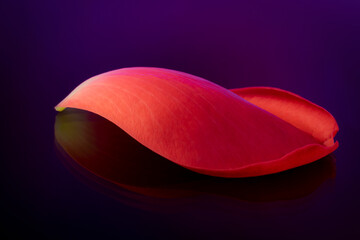 A beautiful curved red rose petal rests in dreamy purple background.