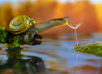 A cute brown lip snail curiously looks at a crystal rain drop on the top of dandelion seed in a dreamy background