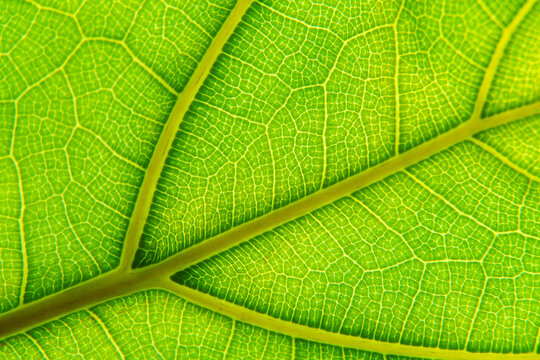 Green leaf macro background. Closeup texture and pattern of organic plant. Selected focus. Nature, foliage, biology background.