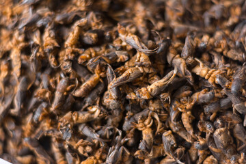 Lot of dried mole cricket for tuberculosis